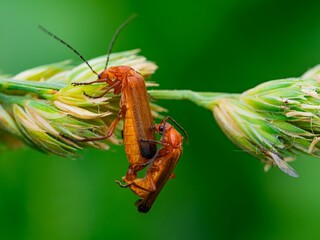 Close up Macro of Red soldier beetles mating. insects breeding sitting on a grass stalk.