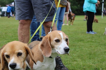 Beagle dogs watching other dogs in the park
