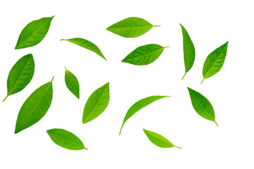 Fototapeta premium Serene Green Leaves: A collection of fresh, vibrant green leaves, each with a unique shape and texture, elegantly arranged in a composition showcasing natural beauty and tranquility.