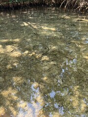 Clear ocean shallows