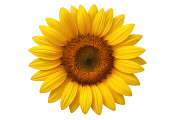 Close-up of a vibrant sunflower with transparent background, showcasing its intricate details and radiating beauty