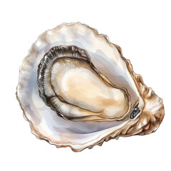 Naklejka premium . Oyster watercolor illustration isolated on transparent. subject