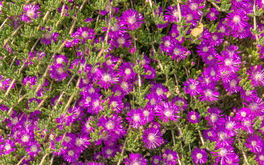 Purple dewdrop (Drosanthemum Floribundum) spreads on the walls and creates a beautiful appearance.