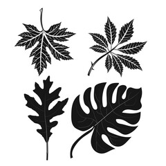 Silhouette Vector of Maple, Chestnut, Oak, and Monstera Leaves