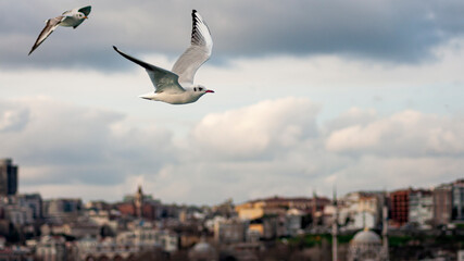 seagulls flying over the sea and blurry istanbul background