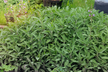 Sage leaves grow in the vegetable garden. Aromatic salvia growing outdoors. Growing spices for further use. Cottage garden.