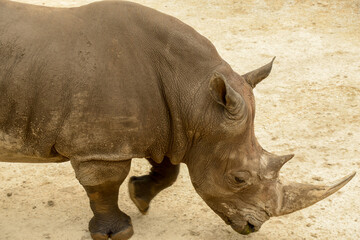 Obraz premium Rhinoceros at a wildlife reserve