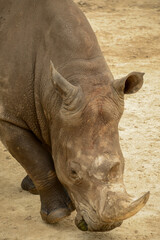 Obraz premium Rhinoceros at a wildlife reserve
