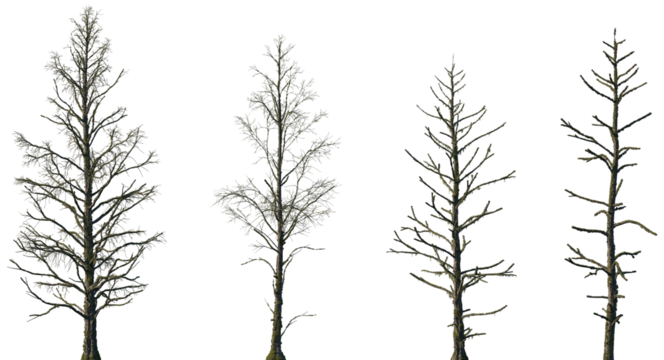 Set of Metasequoia glyptostroboides (the dawn redwood) sick fallen trees in moss isolated png on a transparent background perfectly cutout