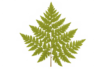 Green fern leaf isolated, revealing intricate pinnules and delicate stem, ideal for botanical design elements