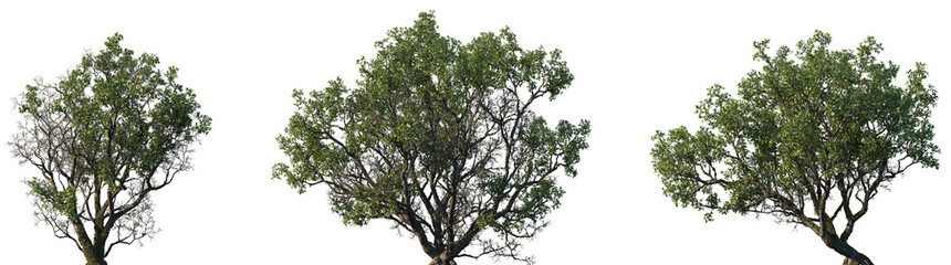 Set of Quercus (commonly known as oaks) trees in moss isolated png on a transparent background perfectly cutout