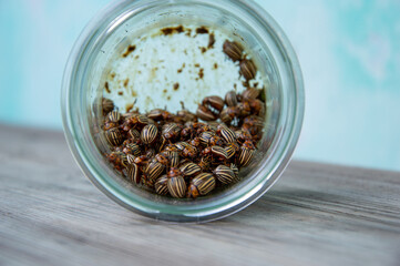 Potato beetles are clustered together in a glass jar with wooden surface, highlighting their unique striped patterns and coloration