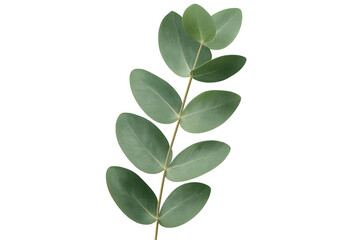 Fototapeta premium Eucalyptus branch close-up, displaying glossy green leaves with smooth oval shape against transparent backdrop