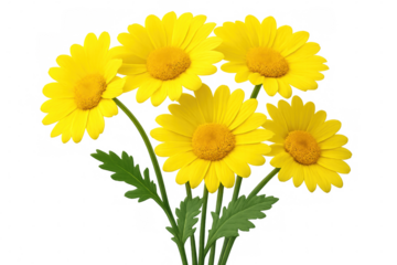 Bouquet of five yellow daisies with green leaves isolated on transparent background, ideal for floral compositions
