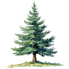 . Pine tree watercolor illustration isolated on transpare subject