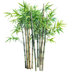 Obraz premium . Bamboo watercolor illustration isolated on transparent. subject