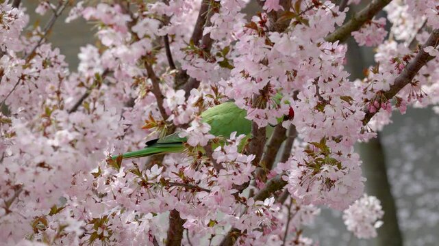 A green parrot perches on a cherry blossom branch, surrounded by delicate pink flowers, with a blurred brick wall in the background.