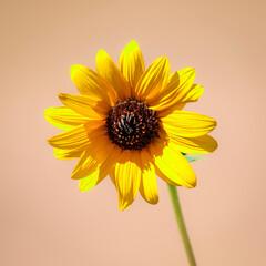 yellow daisy flower