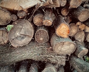 stack of firewood