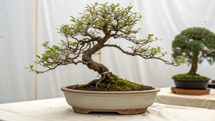 bonsai tree in pot
