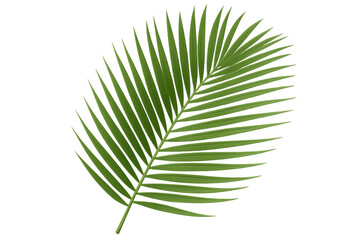 Tropical palm leaf creating a vibrant and exotic atmosphere, perfect for summer or jungle-themed designs
