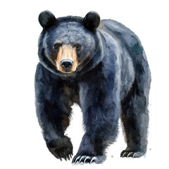Fototapeta premium . Black bear watercolor isolate illustration PNG. subject