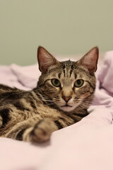 cat on a bed