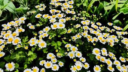 Nice field of chamomile flowers