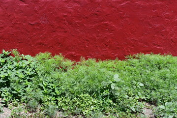 Bright green foliage against bright red painted cement foundation.