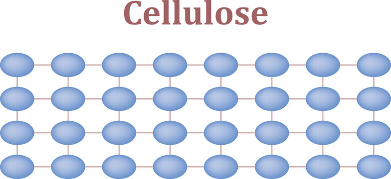 Cellulose Sugar Molecule Concept Design. Vector Illustration for Biochemistry and Scientific Education.
