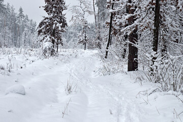 winter forest trees in the snow frost. Fantastic winter landscape. National Park. Carpathian, Ukraine, Europe. Beauty world. winter forest trail, cold season. a lot of snow. road in winter forest
