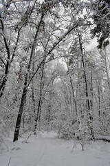 winter forest trees in the snow frost. Fantastic winter landscape. National Park. Carpathian, Ukraine, Europe. Beauty world. winter forest trail, cold season. a lot of snow. road in winter forest