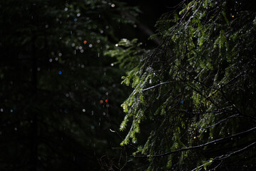 Summer conifers forest, morning showers and trees shining in the morning light, Oslo, Norway,...
