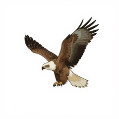 Majestic bird of prey soars with wings spread, its gaze sharp and focused, against a white background.