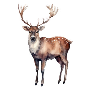 . Prancer watercolor illustration isolated on transparent subject