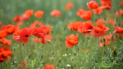 poppies. delicate petals of red poppies in the sun. background with poppy flowers. Beautiful red poppy wild flower and buds in the field. beauty in nature. close-up. spring season, summer time