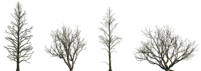Set of Metasequoia glyptostroboides and Populus sick fallen trees in moss isolated png on a...