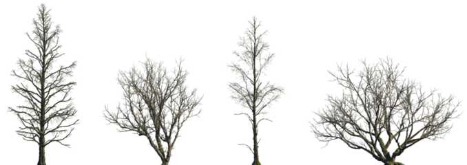 Set of Metasequoia glyptostroboides and Populus sick fallen trees in moss isolated png on a transparent background perfectly cutout