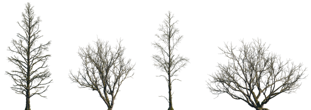 Set of Metasequoia glyptostroboides and Populus sick fallen trees in moss isolated png on a transparent background perfectly cutout