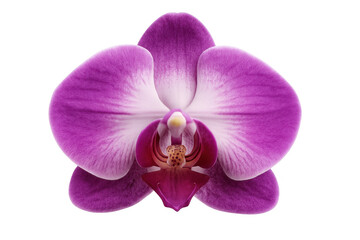 Plakat Close-up of a vibrant purple orchid blossom showcasing intricate details, set against a transparent background