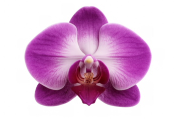 Close-up of a vibrant purple orchid blossom showcasing intricate details, set against a transparent background