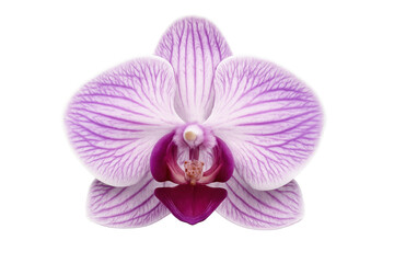 Close-up of a vibrant purple orchid blossom, showcasing intricate petal details against a transparent background
