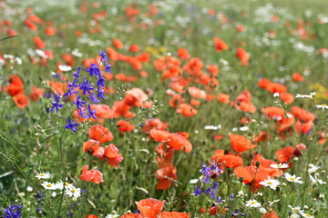 Fototapeta premium poppies and daisies. delicate petals of red poppies in the sun. background with wildflowers. Beautiful red poppy wild flower and buds in the field. beauty nature. close-up. spring season, summer time