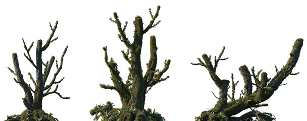 Set of Quercus dentata (also known as Daimyo oak or Japanese Emperor oak) sick fallen trees in moss...