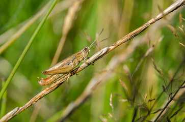 Wild grasshopper sitting on a green plant stem, natural habitat