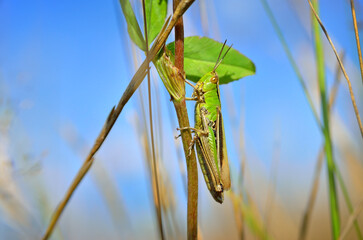 Wild grasshopper sitting on a green plant stem, natural habitat