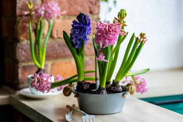 Spring gardening mood. Festive easter simple home decorations. A group of beautiful colourful bright pink and purple blooming bulbous hyacinths in a metal pot on a table in the kitchen.