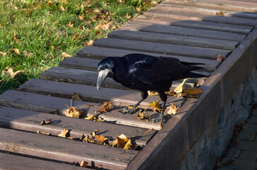 Black rook bird walking on wooden bench with autumn leaves