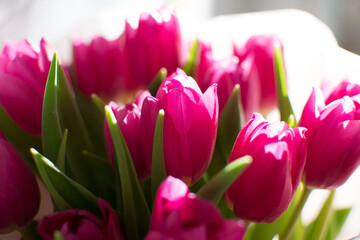 Delicate pink tulip flowers with green stems, close up shot