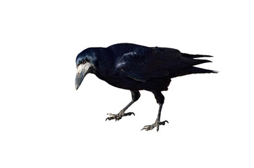 Big bird, large, black rook, isolated on white background